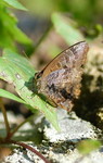Arhopala bazalus �ʼc�ǽ�