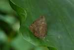 Arthopala pseudocentaurus ����c�ǽ�