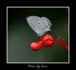 Celastrina lavendularis �Ȧ�[���ǽ�1