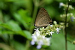 Deudorix epijarbas �Ŧǽ�