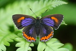 Heliophorus epicles �״��m�ǽ� 1
