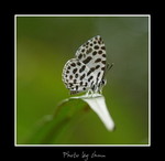 Taraka hamada �H�ǽ�