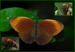 Faunis eumeus ��]����