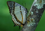 Polyura nepenthes ���u���潺2
