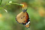 Danaus chrysippus ������