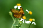 Acraea issoria ���¬ý�1