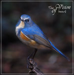 
��脇�ŧ��-Male (Red-flanked bluetail) 
