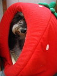 IMG_1662_resize