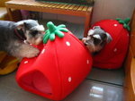 IMG_1671_resize