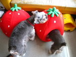 IMG_1678_resize