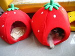 IMG_1680_resize