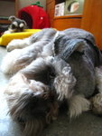 IMG_1741_resize