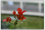 IMG_1686c