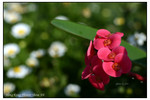IMG_1925c
