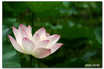 IMG_2910c