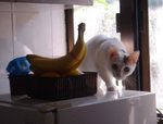 DSC034421