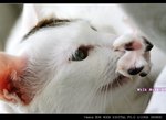 IMG_06231