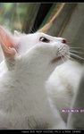 IMG_06261