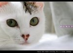 IMG_06321