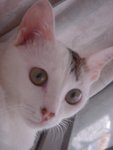 DSC02403