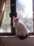 DSC04334