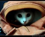 DSC000881