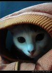 DSC000901
