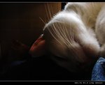 DSC001271