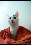 DSC099911