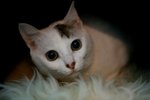 IMG_32252