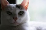 IMG_0718