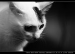 IMG_7006