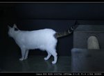 IMG_7062