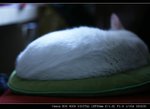 IMG_7085