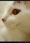DSC066481