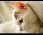 DSC066531