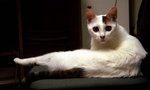 DSC038611
