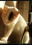 DSC035402