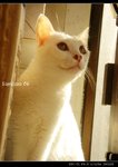 DSC035491