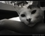 DSC006081