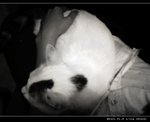 DSC006091