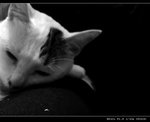 DSC006141