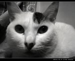 DSC006951