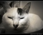 DSC006961