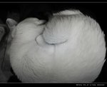 DSC007161