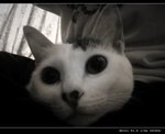 DSC007211