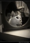 DSC007221