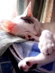 DSC000271
