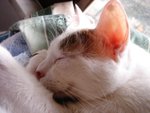 DSC00029