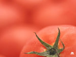 tomato_n1024